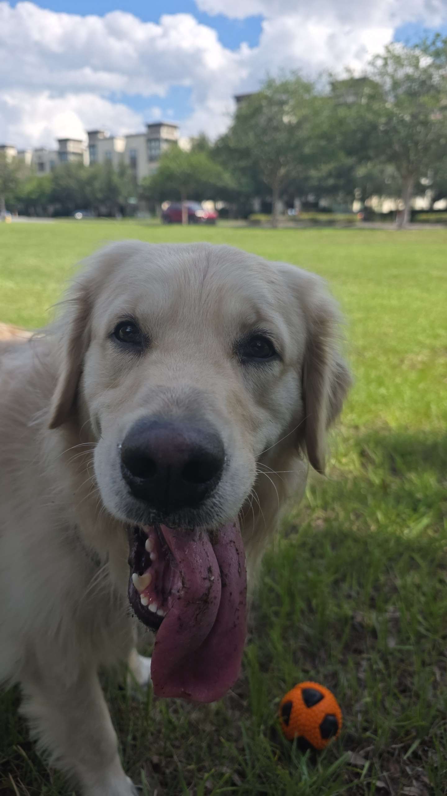 Jinx, a golden retriever, at the park with his tongue out and an orange ball in the grass beside him.